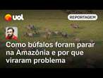 Búfalos na Amazônia: Animais devastam reserva natural e criam deserto no meio da floresta