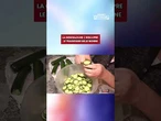 La Gen Z riscopre le tradizioni delle nonne per combattere l'iper-produttività