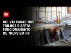 Boi vai parar nos trilhos e afeta funcionamento de trens em NY