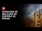 Conexão Agro: Tecnologia de RNA ajuda no controle de pragas no campo | LIVE CNN