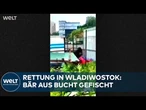 WLADIWOSTOK: Schwarzbär durchschwimmt die Bucht – und landet im Industriegebiet – im Überblick