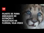 Filhote de puma ameaçado de extinção é resgatado na Flórida | CNN BRASIL