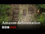 Amazon forest felled to build road for climate summit | BBC News