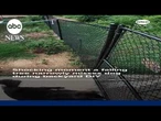 Falling tree narrowly misses dog during backyard DIY