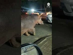 Hippo street takeover blocks traffic in South African town