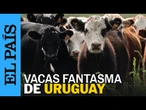 CONEXIÓN GANADERA | El fraude con miles de vacas fantasma que afectó a Uruguay | EL PAÍS