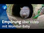 Empörung über Video mit Wombat-Baby: US-Influencerin hat Australien verlassen