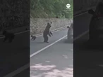 Bear attack caught on camera in Romania