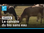 En France, le calvaire du bio sans eau face à la sécheresse • FRANCE 24