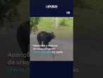 Urso ataca quatro pessoas no Japão e acende alerta de nível recorde no país