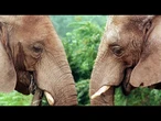 Les éléphants du zoo de l'Oregon écrasent des citrouilles géantes pour fêter Halloween