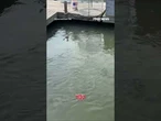 PREDATOR SHOWDOWN: Alligator and multiple sharks swim side by side #shorts #usa #us #viral #new