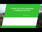 Ansa VERIFIED - E' vero che si puo' mangiare l'Albero di Natale?