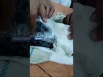 Diese Katze sollte in Costa Rica Drogen ins Gefängnis schmuggeln. #nachrichten #nachrichtenaktuell