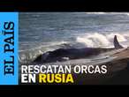 ORCA | Investigadores y voluntarios liberan a una familia de niños en Rusia | EL PAÍS