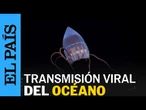 CONICET realiza una transmisión del océano que se vuelve VIRAL en ARGENTINA | EL PAÍS