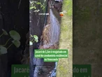 Jacaré de 1,5m é resgatado em canal de condomínio residencial na Venezuela