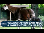 NACHWUCHS IN SAN DIEGO: Okapi-Jungtier sorgt für Aufsehen – seltene Waldgiraffe im Zoo geboren!