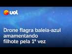 Drone flagra baleia-azul amamentando filhote pela 1ª vez e outros momentos íntimos; veja vídeos