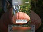 Illinois farmer gives the secret of growing 900 pound pumpkins￼