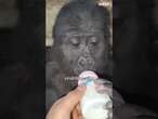 SCHOCKFUND AM FLUGHAFEN: Gorilla-Baby in Holzkiste entdeckt!