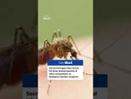 Secret Pentagon files reveal Army tested swarms of 'killer mosquitoes'