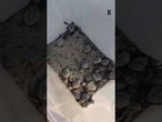 Cinquantuno tartarughe nate sulla spiaggia di Punta Marina sono state liberate in mare