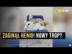 Zaginął Henio. Jest trop?!