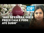 Como os focos de gripe aviária no Brasil têm repercutido no mercado de exportações? | O POVO News