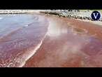 Una marea roja de algas cubre las playas de Mar del Plata