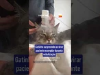 Gatinho surpreende ao virar paciente exemplar durante nebulização