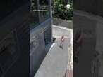 Enormous snake swings down from above as Australian woman opens her garage door #snakes #australia