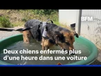 Vague de chaleur: des maîtres de chiens épinglés pour avoir “oublié” leur animal dans la voiture