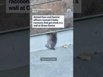 Baby raccoons rescued from wall in San Francisco's Chase Center