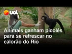 Animais ganham picolés especiais para aliviar o calor intenso no BioParque do Rio; veja vídeo