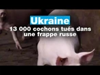 Ukraine : 13 000 cochons tués dans une frappe russe • FRANCE 24