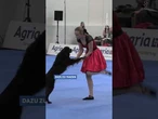 Bei der Deutschen Meisterschaft im Dog Dancing schwingen Hunde ihre Tanzbeine. #hund #hunde #tanz