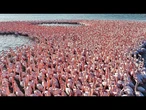 Les merveilles naturelles du Kazakhstan : Où les flamants roses colorent la steppe