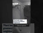 'Plant bandit' steals greenery from California neighborhood