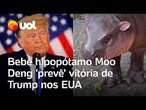 Eleições nos EUA: Bebê hipopótamo Moo Deng 'prevê' vitória de Donald Trump para presidente; vídeo