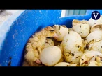 Denuncian el maltrato en una granja de patos vendidos en España: “Les tratan como basura”