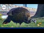 New Yorkers protect wild turkey roaming the city