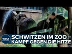 HITZEWELLE: Tierisch heiß! So schützt der Berliner Zoo Pandas, Tiger und Elefanten vor der Hitze