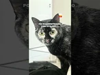 Você sabia? Gato preto desenvolve vitiligo e muda de aparência