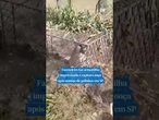 Fazendeiro faz armadilha improvisada e captura #onça após sumiço de galinha em SP #shorts #viral