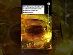 Encuentran una cucaracha de 35 millones de años dentro de un trozo de ámbar #Cucaracha #Fosilizada