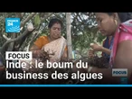 Le boum du business des algues dans l'"économie bleue" de l'Inde • FRANCE 24