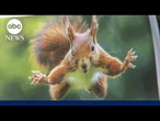 Squirrel attacks shock California as tiny rodent sends 2 to hospital