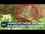 EICHENPROZESSIONSSPINNER: Juckreiz, Ausschläge, Atemprobleme – Berlin kämpft gegen Raupenplage!