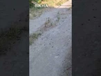 ЛЮДИ в ПАНІЦІ! ШОКУЮЧА НАВАЛА САРАНИ на Запоріжжі — ЙДЕ СТІНОЮ і ПОЖИРАЄ ВСЕ НА СВОЄМУ ШЛЯХУ!
